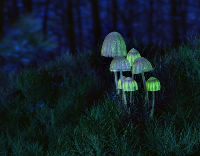 How Psilocybin Affects the Brain