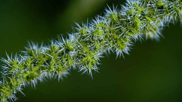 Nettle & Oatstraw: Nourishing Herbs for Frazzled Nerves