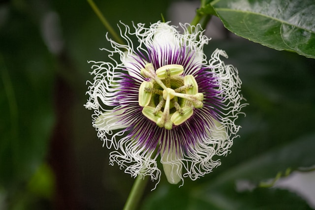 Passionflower for Sleep and a Racing Mind