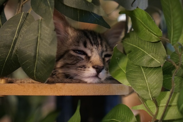 Best Herbs for Waking at 3am (and Staying Asleep)