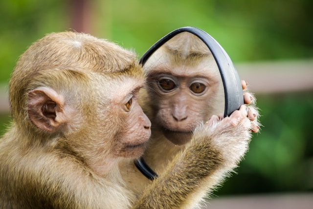 Herbs for a 'Monkey Mind': How to Quiet a Racing Mind at Bedtime