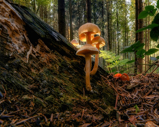 Psilocybin for Depression: What the Research Actually Shows