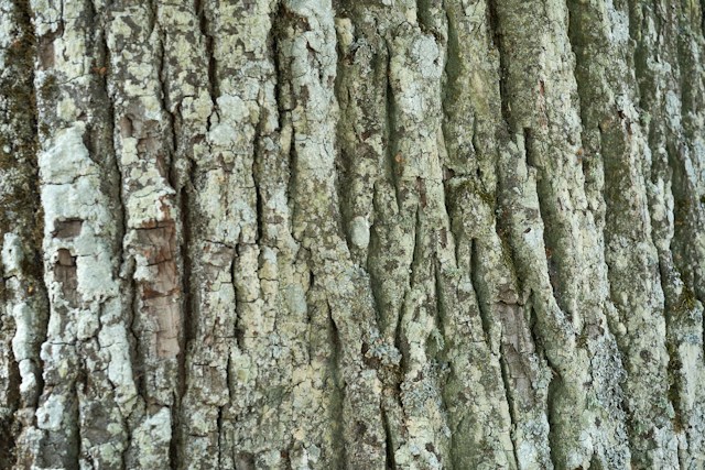 White Willow Bark: Nature's Aspirin?