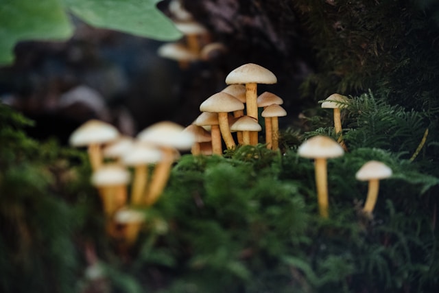 Who Should Not Take Psilocybin